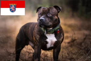 Read more about the article Staffordshire Bull Terrier crescători și căței în Hessen