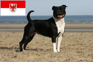 Read more about the article Staffordshire Bull Terrier crescători și căței în Brandenburg
