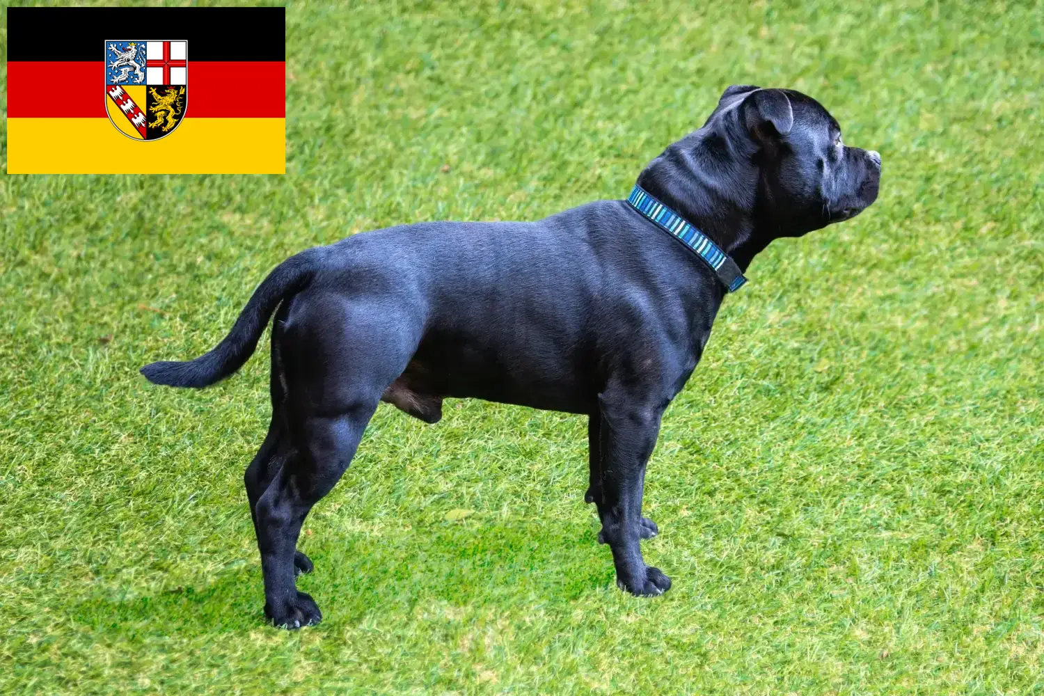 Read more about the article Staffordshire Bull Terrier crescători și căței în Saarland