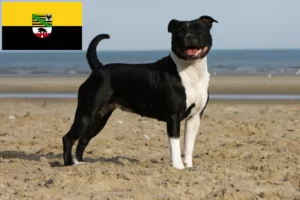 Read more about the article Staffordshire Bull Terrier crescători și căței în Saxonia-Anhalt