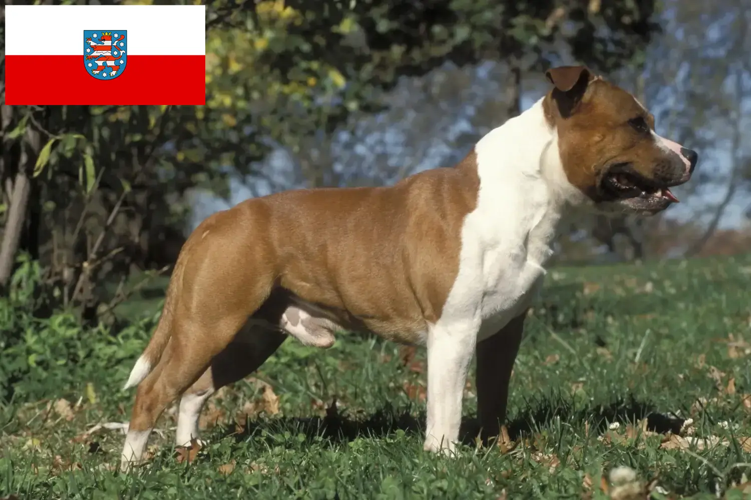 Read more about the article Staffordshire Bull Terrier crescători și căței în Thuringia