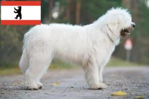 Read more about the article Ruse de Sud Ovtcharka crescător și cățeluși în Berlin