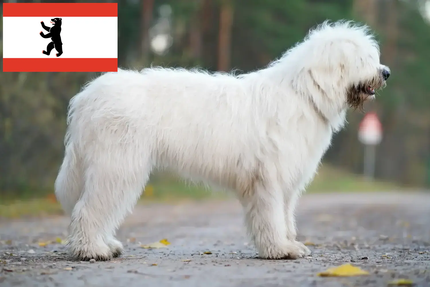 Read more about the article Ruse de Sud Ovtcharka crescător și cățeluși în Berlin