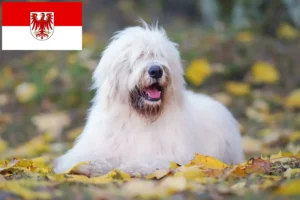 Read more about the article South Russian Ovtcharka crescător și cățeluși în Brandenburg