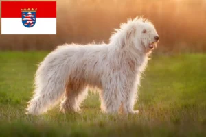 Read more about the article South Russian Ovtcharka crescător și cățeluși în Hesse