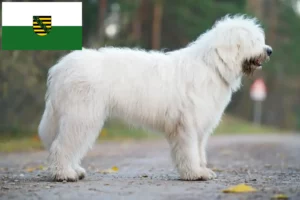 Read more about the article Ruse de Sud Ovtcharka crescător și căței în Saxonia