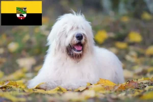 Read more about the article South Russian Ovtcharka crescător și căței în Saxonia-Anhalt