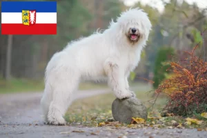 Read more about the article South Russian Ovtcharka crescător și cățeluși în Schleswig-Holstein