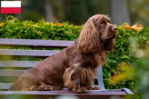 Read more about the article Sussex Spaniel crescători și căței în Polonia