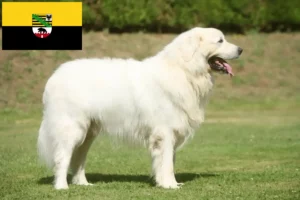 Read more about the article Tatra Sheepdog crescători și căței în Saxonia-Anhalt