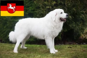 Read more about the article Tatra Sheepdog crescători și căței în Saxonia Inferioară