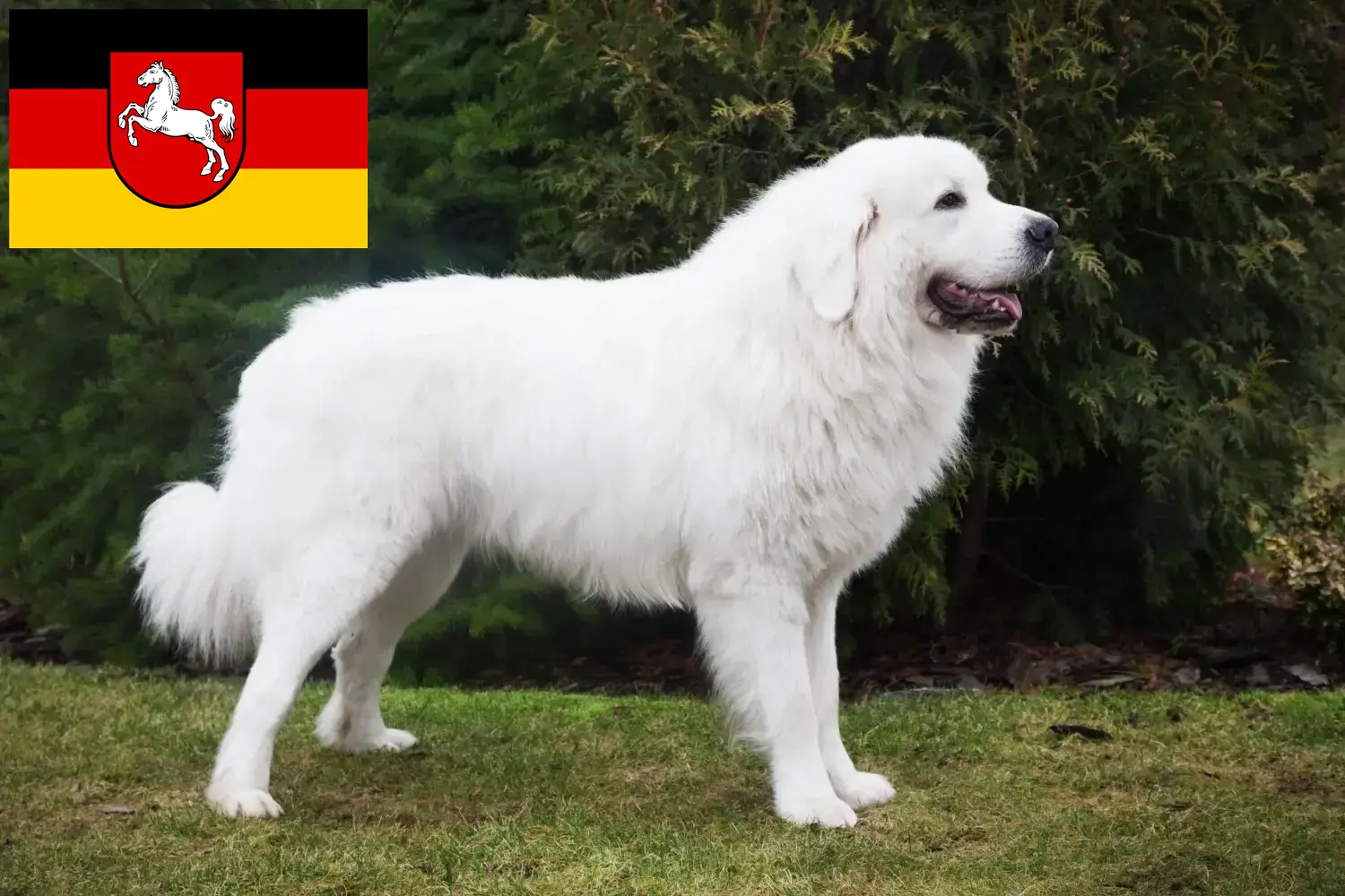 Read more about the article Tatra Sheepdog crescători și căței în Saxonia Inferioară