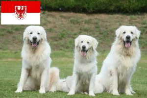 Read more about the article Tatra Sheepdog crescători și căței în Brandenburg