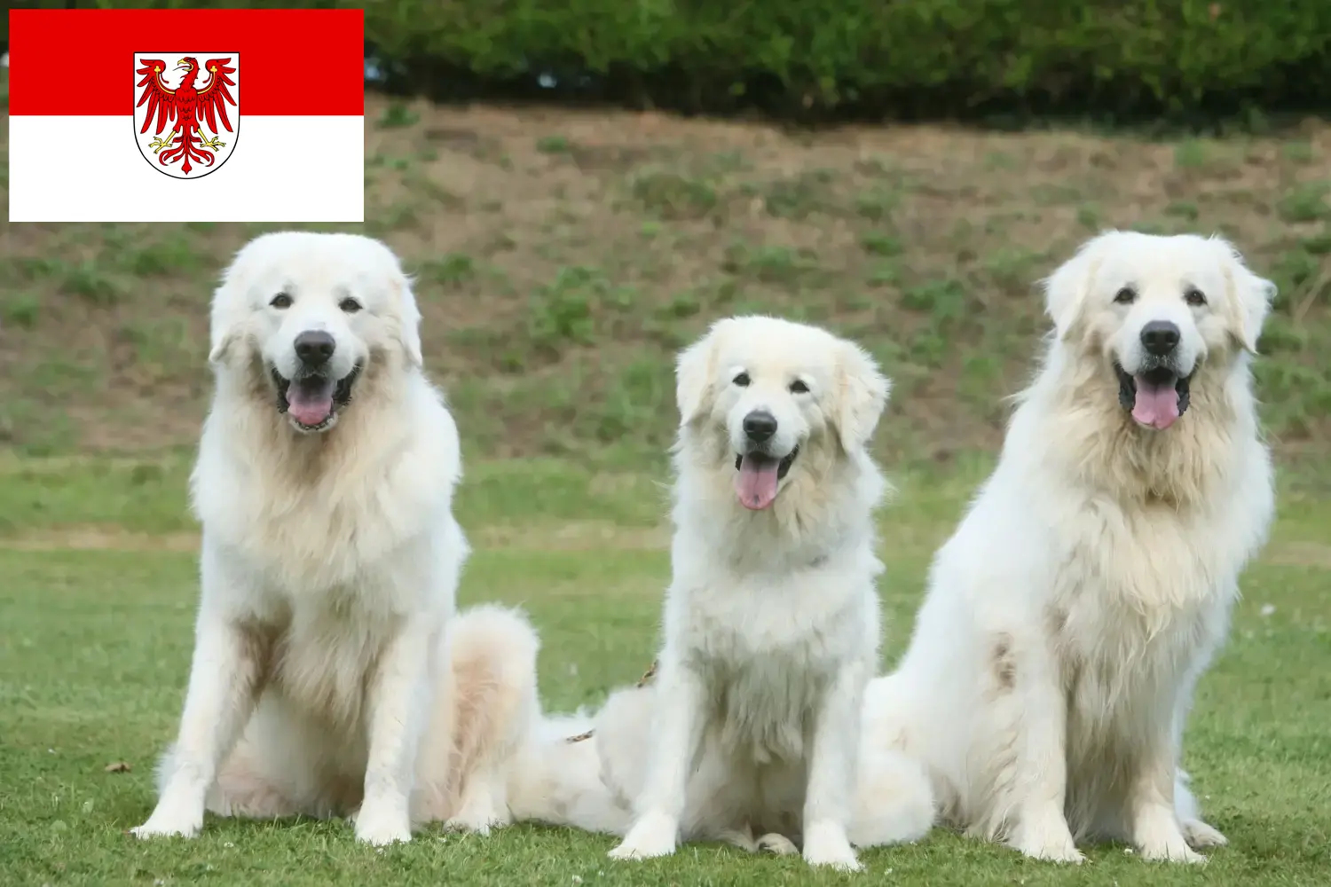 Read more about the article Tatra Sheepdog crescători și căței în Brandenburg