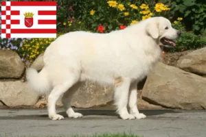 Read more about the article Tatra Sheepdog crescători și căței în Bremen