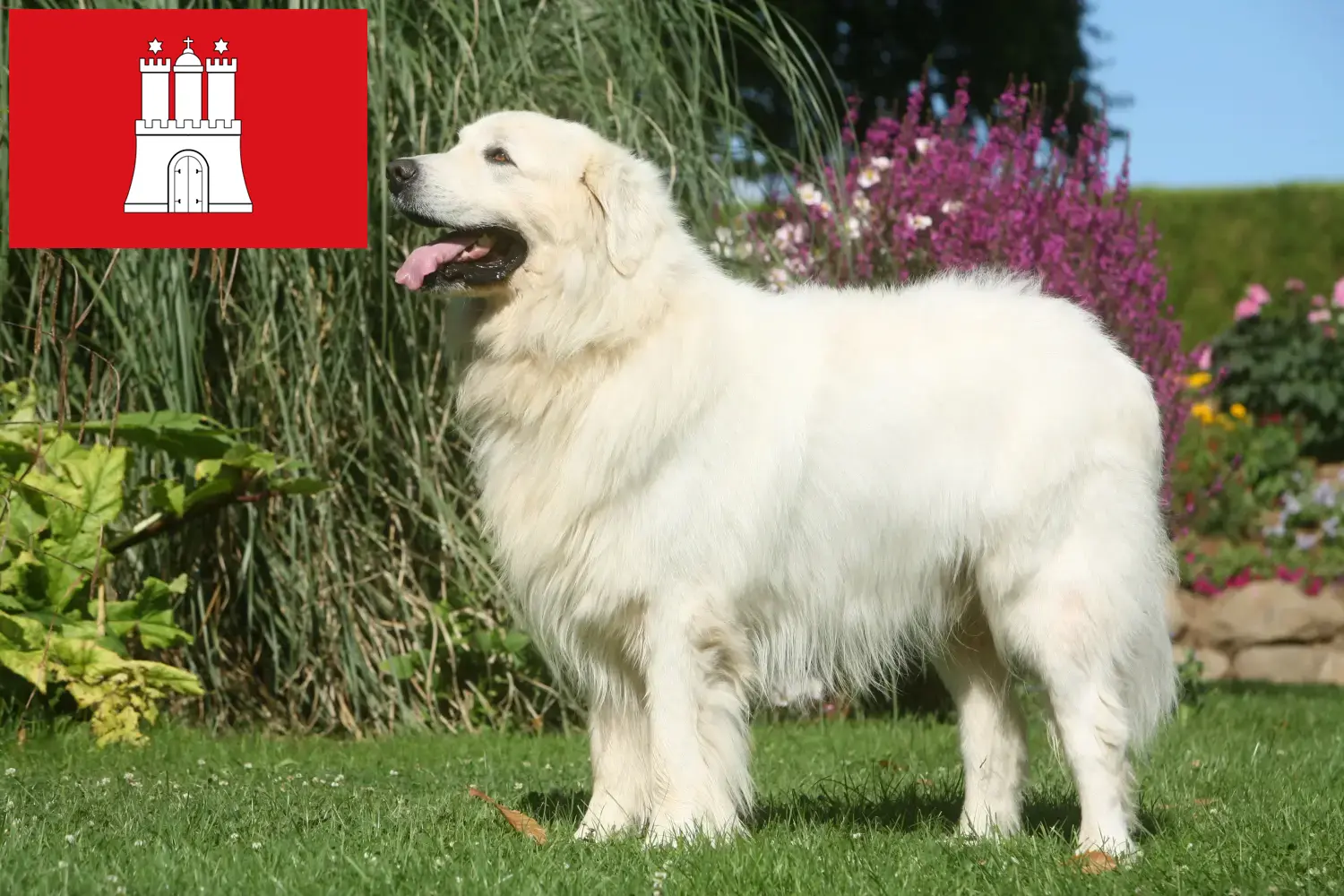 Read more about the article Tatra Sheepdog crescători și căței în Hamburg