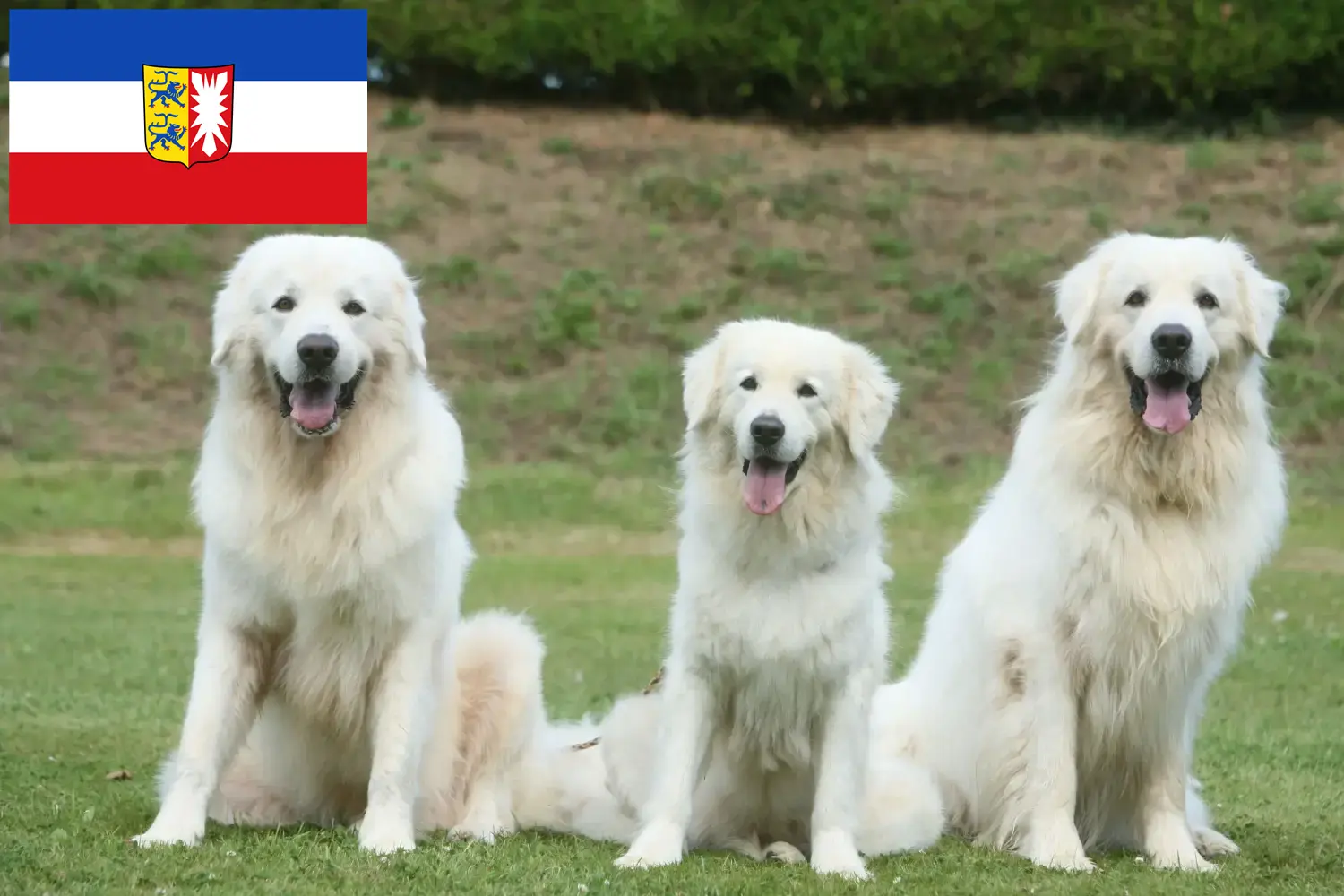 Tatra Sheepdog căței și crescători Schleswig-Holstein Aici puteți găsi crescători de câini ciobănești Tatra din Schleswig-Holstein.