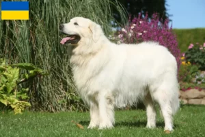 Read more about the article Tatra Sheepdog crescători și căței în Ucraina