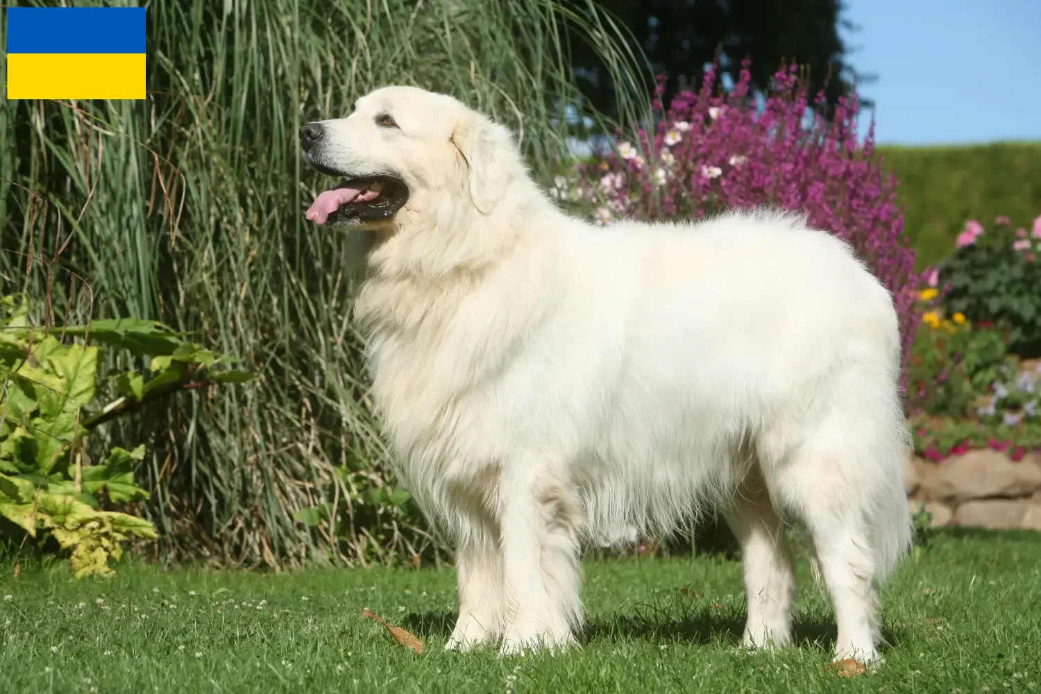 Tatra Sheepdog căței și crescători Ucraina Aici puteți găsi crescători de câini ciobănești Tatra din Ucraina.
