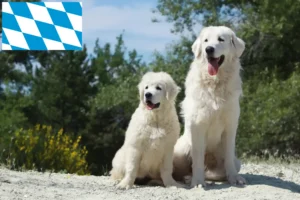 Read more about the article Tatra Sheepdog crescători și căței în Bavaria