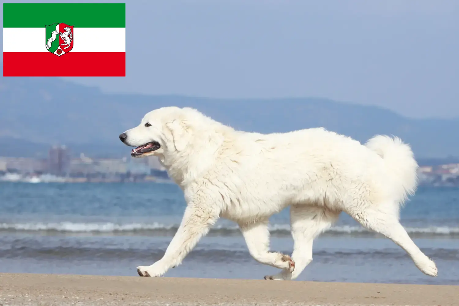 Read more about the article Tatra Sheepdog crescători și căței în Renania de Nord-Westfalia