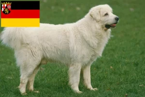Read more about the article Tatra Sheepdog crescători și căței în Renania-Palatinat