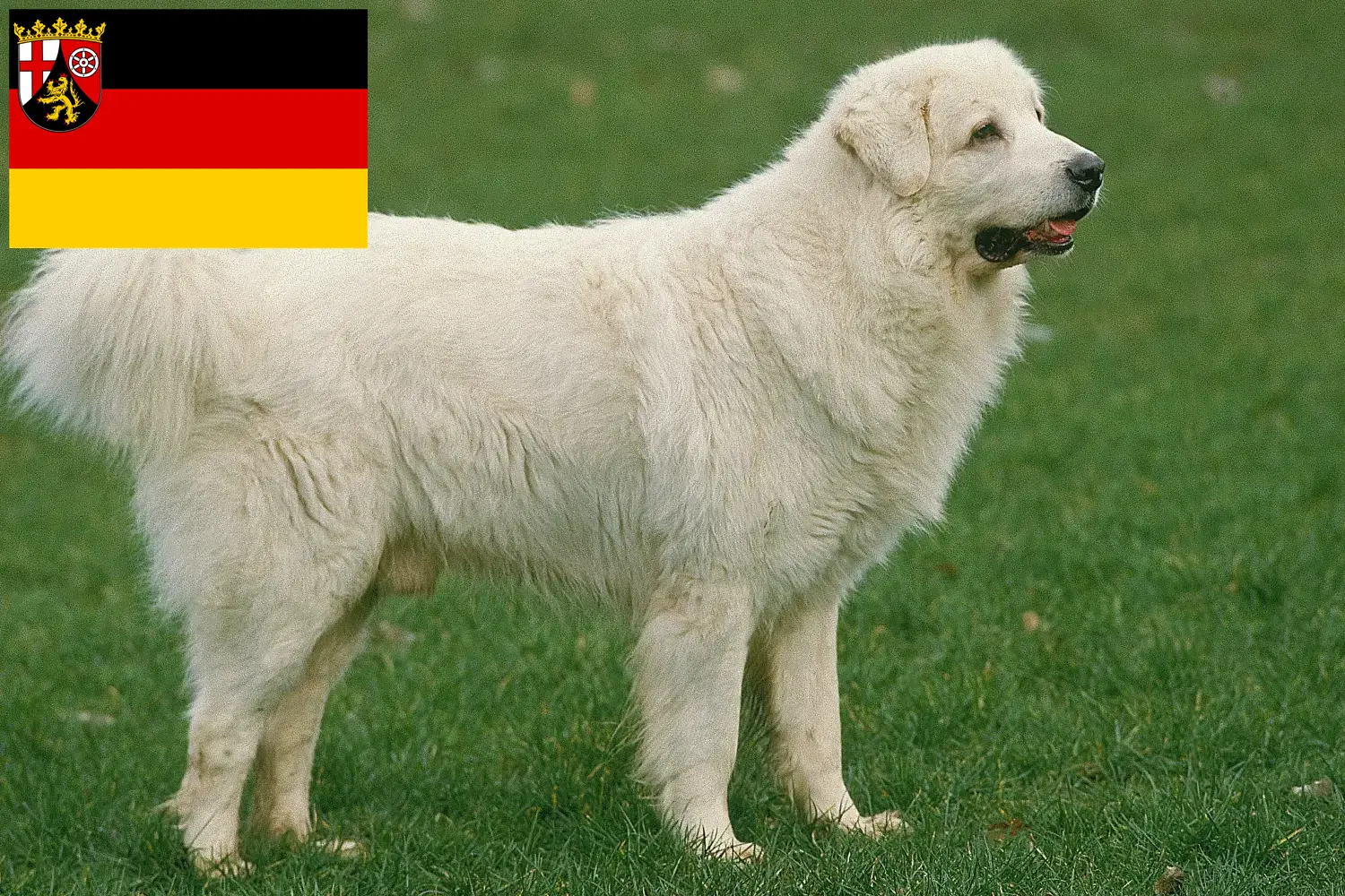 Read more about the article Tatra Sheepdog crescători și căței în Renania-Palatinat