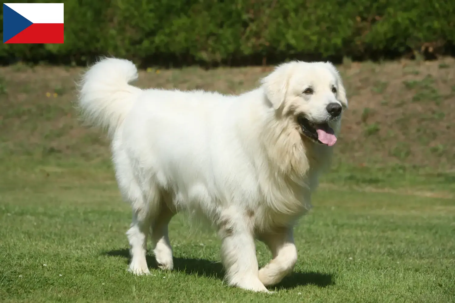Tatra Sheepdog căței și crescători Republica Cehă Aici puteți găsi crescători de câini ciobănești Tatra din Republica Cehă.