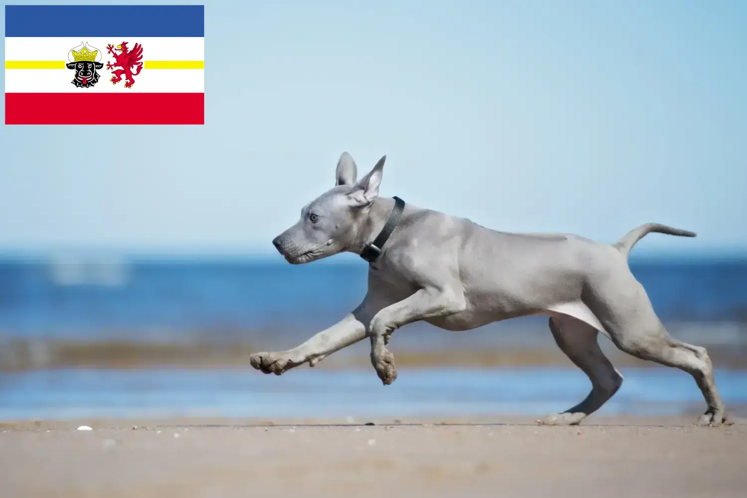 Read more about the article Thai Ridgeback crescători și căței în Mecklenburg-Vorpommern