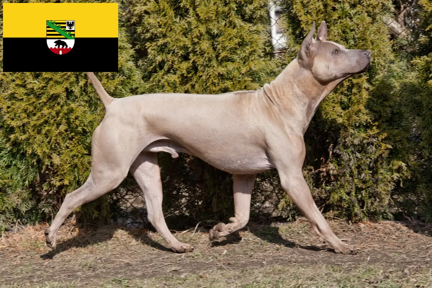 Read more about the article Thai Ridgeback crescători și căței în Saxonia-Anhalt