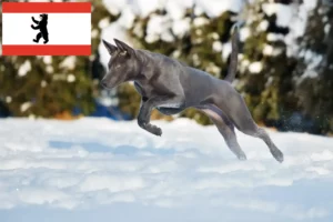 Read more about the article Thai Ridgeback crescător și căței în Berlin