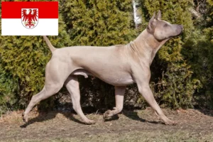 Read more about the article Thai Ridgeback crescători și căței în Brandenburg