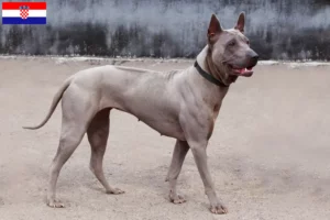 Read more about the article Thai Ridgeback crescători și căței în Croația