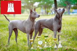 Read more about the article Thai Ridgeback crescător și căței în Hamburg