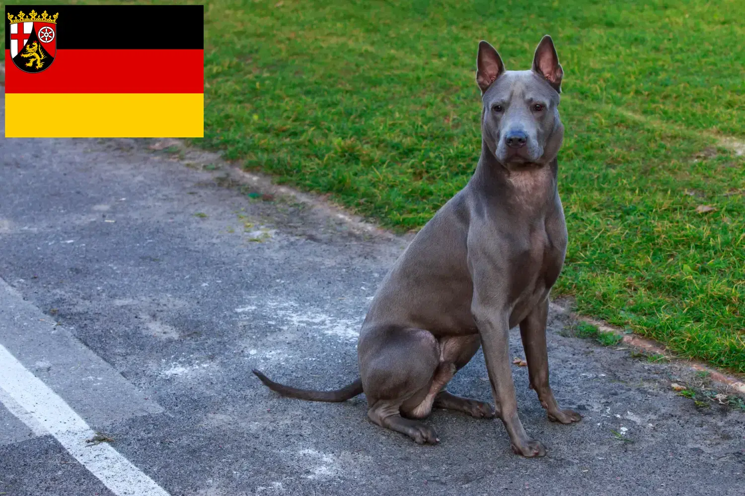 Read more about the article Thai Ridgeback crescători și căței în Renania-Palatinat