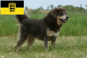 Read more about the article Tibetan Dog breeder și căței în Baden-Württemberg