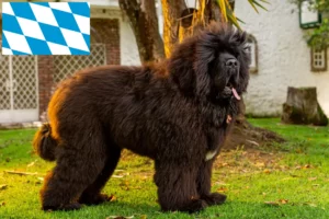 Read more about the article Tibetan Dog Breeder și căței în Bavaria
