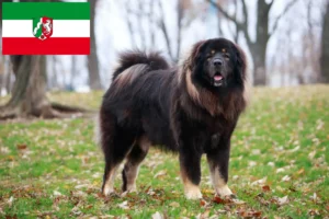 Read more about the article Tibetan Mastiff crescători și căței în Renania de Nord-Westfalia