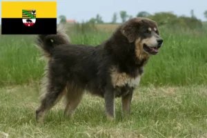 Read more about the article Tibetan Dog Breeder și căței în Saxonia-Anhalt
