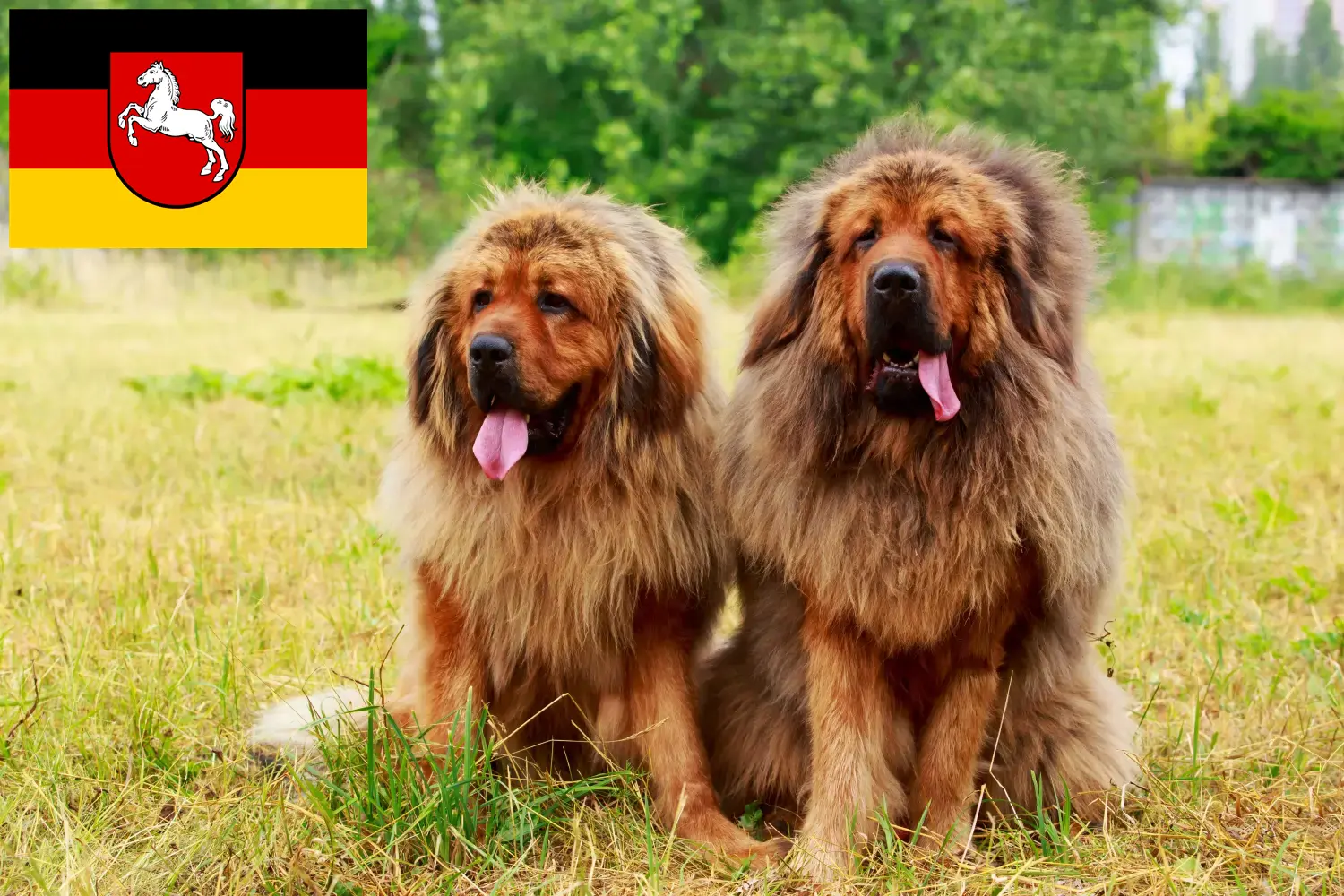 Read more about the article Tibetan Dog breeder și căței în Saxonia Inferioară