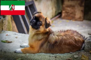 Read more about the article Tibetan Spaniel crescători și căței în Renania de Nord-Westfalia