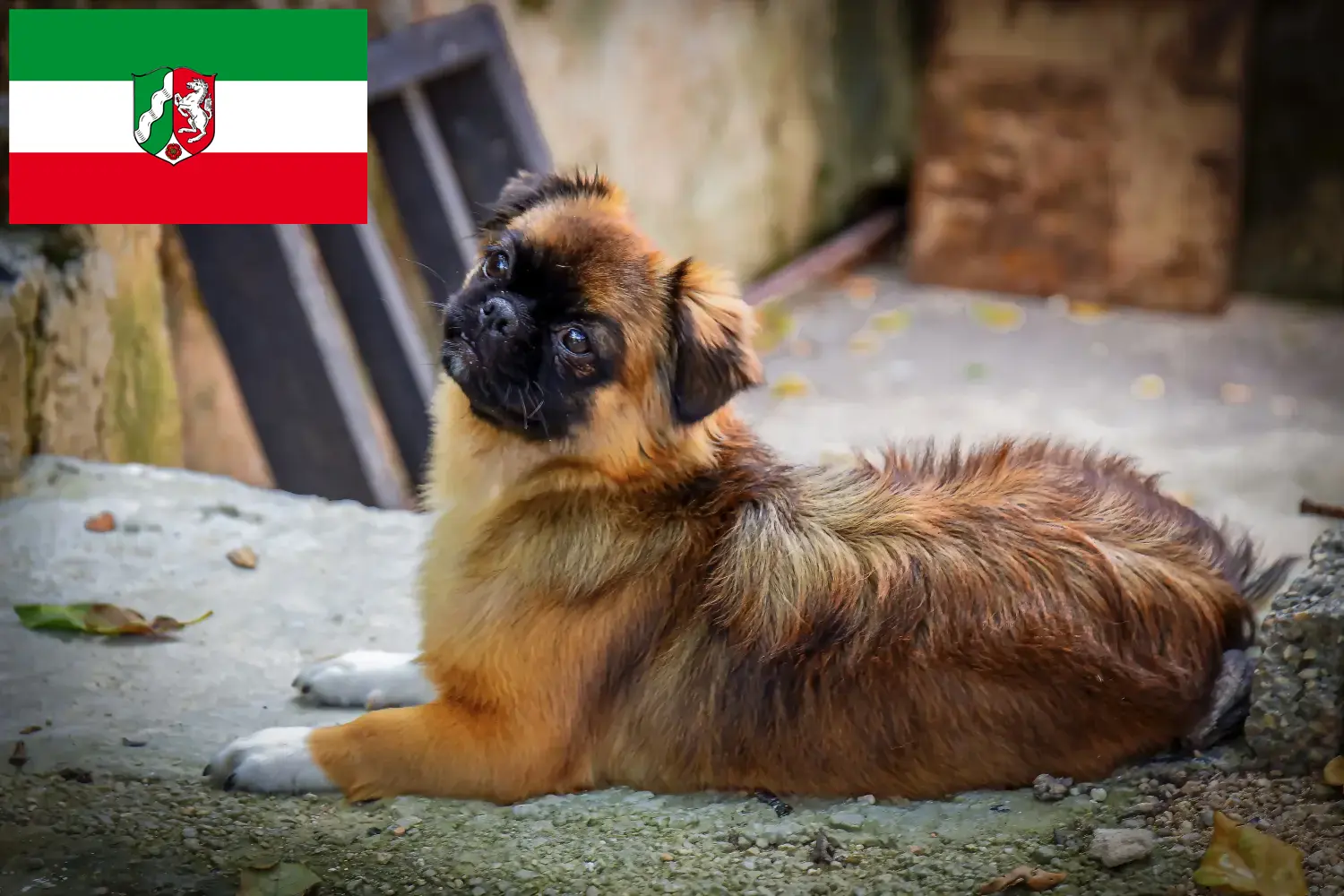 Read more about the article Tibetan Spaniel crescători și căței în Renania de Nord-Westfalia