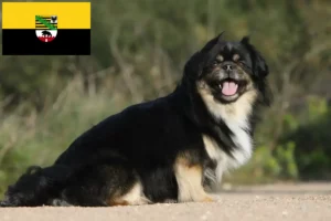Read more about the article Tibetan Spaniel crescători și căței în Saxonia-Anhalt