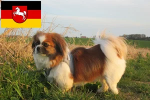 Read more about the article Tibetan Spaniel crescători și căței în Saxonia Inferioară