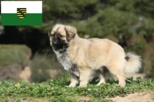 Read more about the article Tibetan Spaniel crescători și căței în Saxonia