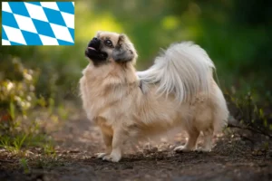 Read more about the article Tibetan Spaniel crescători și căței în Bavaria