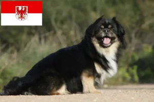 Read more about the article Tibetan Spaniel crescători și căței în Brandenburg