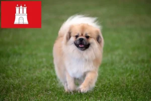 Read more about the article Tibetan Spaniel crescător și căței în Hamburg
