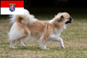 Read more about the article Tibetan Spaniel crescători și căței în Hessen
