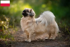 Read more about the article Tibetan Spaniel crescători și căței în Polonia